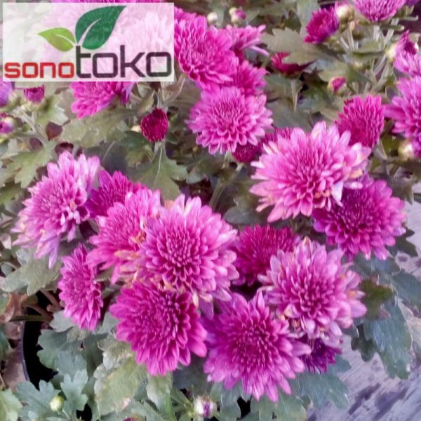 Krisan aster Ungu 1 Pot isi 5-6 pohon Rimbun murah