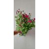 Krisan aster Ungu 1 Pot isi 5-6 pohon Rimbun murah