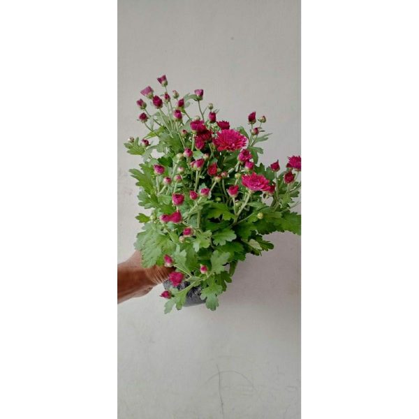 Krisan aster Ungu 1 Pot isi 5-6 pohon Rimbun murah