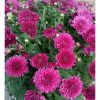 Krisan aster Ungu 1 Pot isi 5-6 pohon Rimbun murah