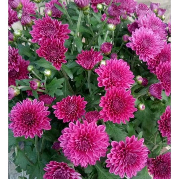 Krisan aster Ungu 1 Pot isi 5-6 pohon Rimbun murah