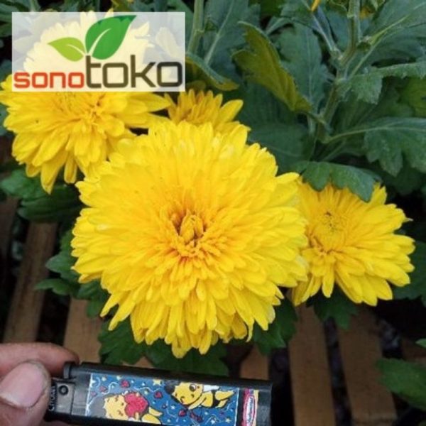 Krisan Kuning Jumbo 1 pot