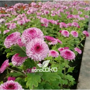 KRISAN POMPOM PINK RIMBUN isi 5-6 Pohon