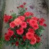 Krisan Spray Merah Rimbun Premium Tanpa Pot