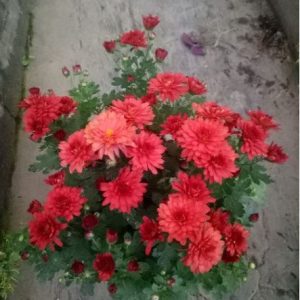 Krisan Spray Merah Rimbun Premium Tanpa Pot