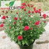 Krisan Spray Merah Rimbun Premium Tanpa Pot