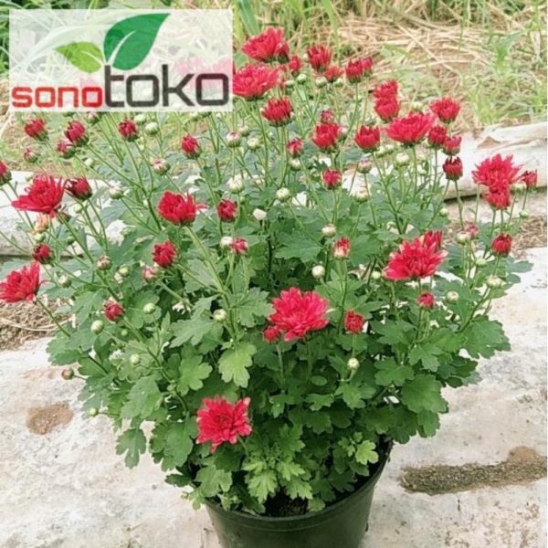 Krisan Spray Merah Rimbun Premium Tanpa Pot