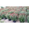 Krisan Spray Merah Rimbun Premium Tanpa Pot