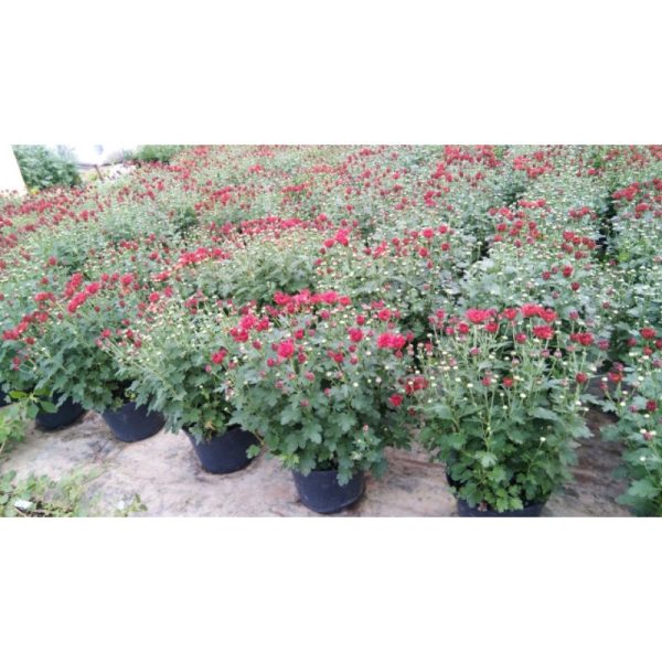 Krisan Spray Merah Rimbun Premium Tanpa Pot