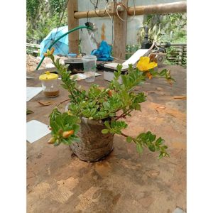 Krokot Kuning