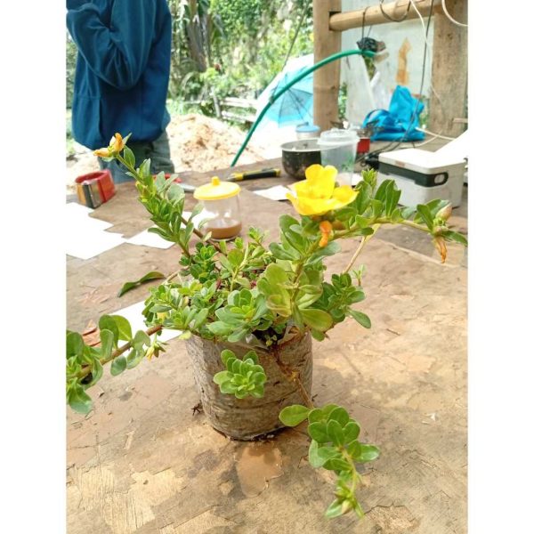 Krokot Kuning