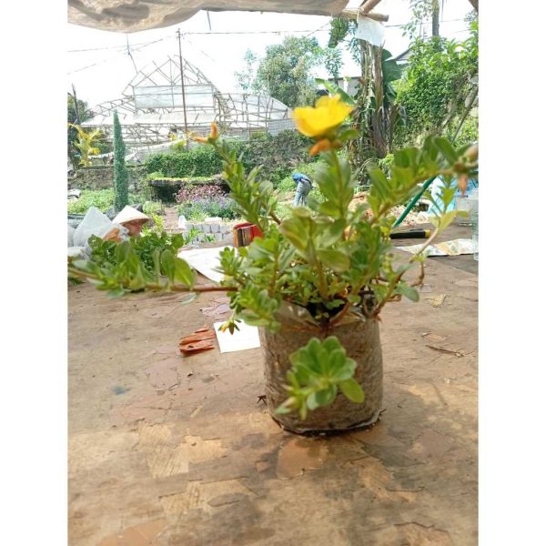 Krokot Kuning