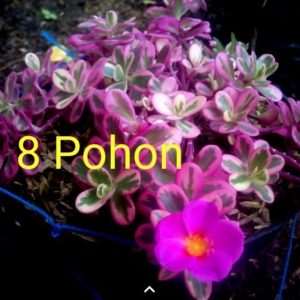 Krokot pink variagata portualaca 8 pot