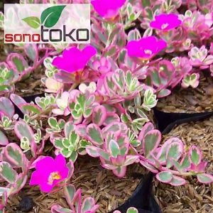 Krokot portualaca sutra bombai moseross pink batik