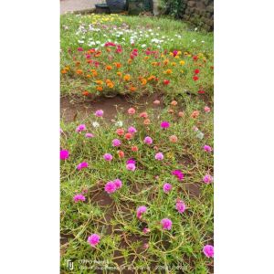 Krokot SBY Pink Tumpuk Rimbun Berbunga