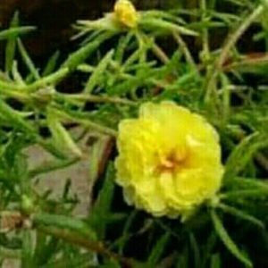 Krokot Sutra Bombai Bunga Kuning Segar Dan Indah