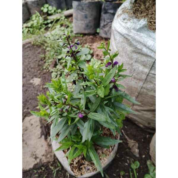 Lavender Angelonia Big Blue