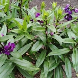Lavender Angelonia Big Blue