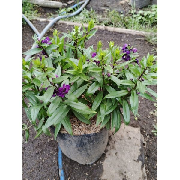 Lavender Angelonia Big Blue