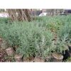 Lavender Gold Creek - Lavandula Angustifolia English