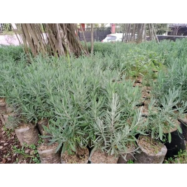 Lavender Gold Creek - Lavandula Angustifolia English