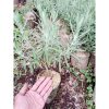 Lavender Gold Creek - Lavandula Angustifolia English