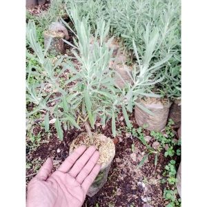 Lavender Gold Creek - Lavandula Angustifolia English