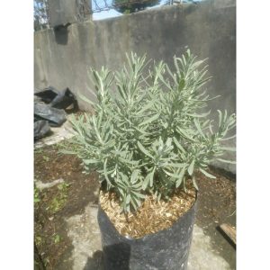 Lavender Goldgreek Rimbun tanaman anti nyamuk