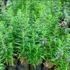 Lavender Tanaman Anti Nyamuk bibit murah