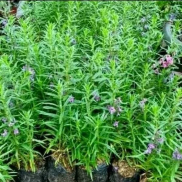 Lavender Tanaman Anti Nyamuk bibit murah