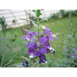 Lavender Tanaman Anti Nyamuk bibit murah