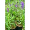 Lavender Tanaman Anti Nyamuk bibit murah