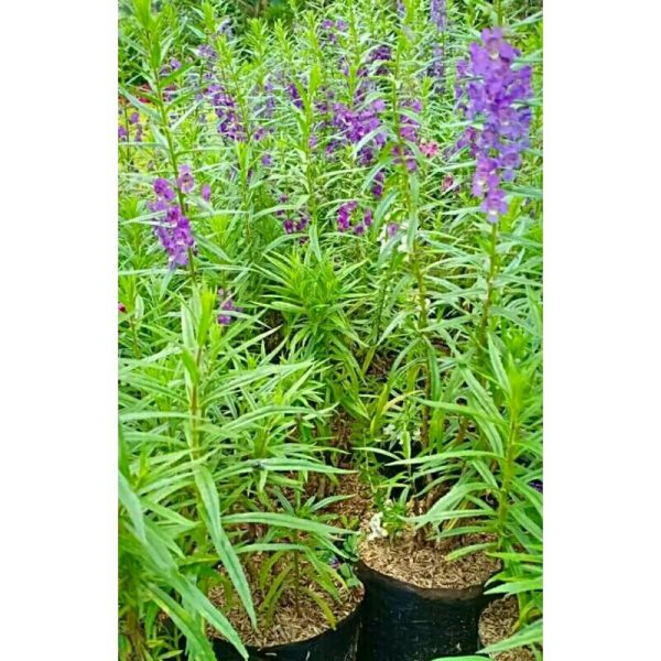 Lavender Tanaman Anti Nyamuk bibit murah