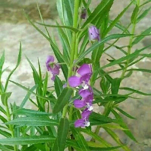Lavender Tanaman Anti Nyamuk bibit murah