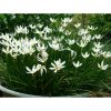 Lili Hujan / Tulip / Rain Lily / Bawang-bawangan Kucai