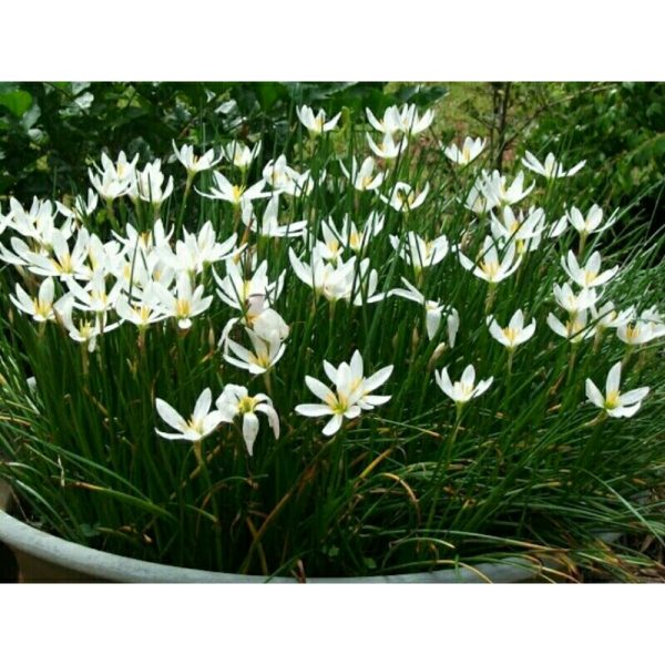 Lili Hujan / Tulip / Rain Lily / Bawang-bawangan Kucai