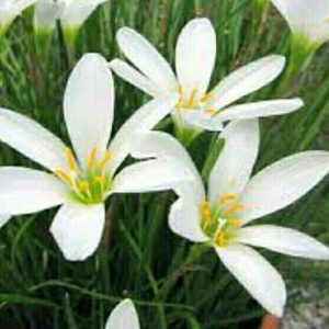 Lili Hujan / Tulip / Rain Lily / Bawang-bawangan Kucai