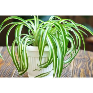 Lili Paris Spider Plant