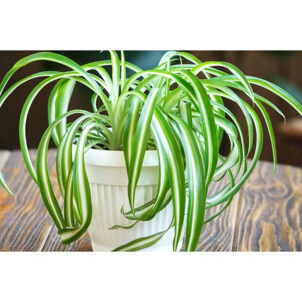 Lili Paris Spider Plant