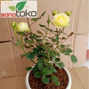 Mawar Creamy Eden Sukro - Tanaman Kuncup 35cm