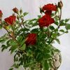 Mawar Merah Spray Rimbun Berbunga Lebat 35cm