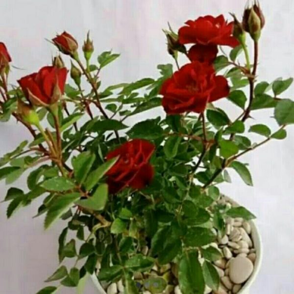 Mawar Merah Spray Rimbun Berbunga Lebat 35cm