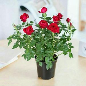 Mawar Merah Spray Rimbun Berbunga Lebat 35cm