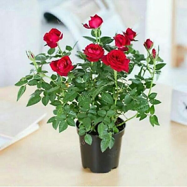 Mawar Merah Spray Rimbun Berbunga Lebat 35cm