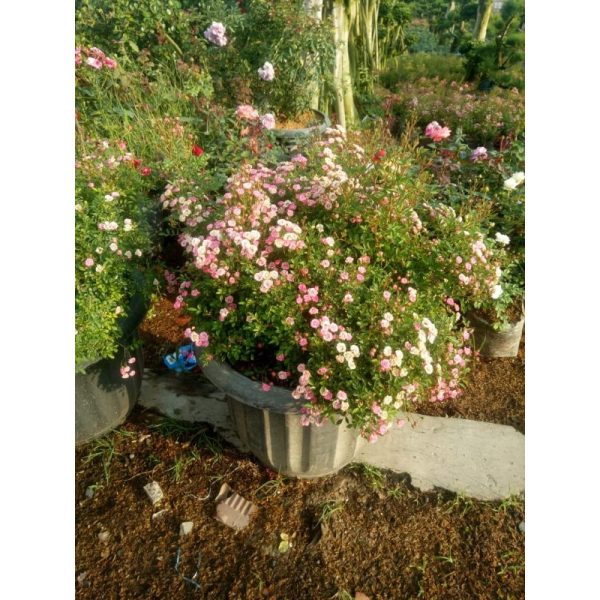 Mawar Minion Baby Rose Rimbun BERBUNGA- Babyrose Pink