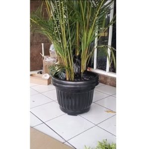 Paket Rindang Palem Kuning