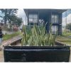 Paket Tanaman Bambu Air dan Lidah Mertua