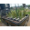 Paket Tanaman Bambu Air dan Lidah Mertua