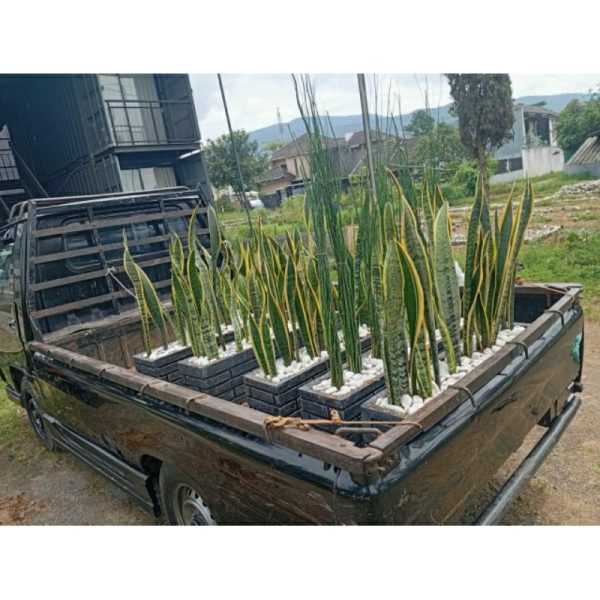 Paket Tanaman Bambu Air dan Lidah Mertua