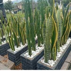 Paket Tanaman Bambu Air dan Lidah Mertua